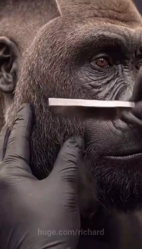 Gorilla with a fresh fade haircut and gold chain in a barber shop.