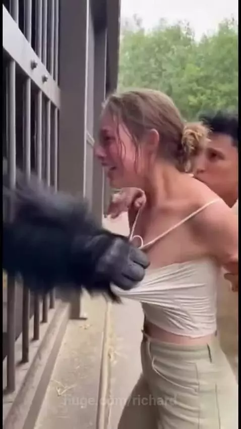 A gorilla's hand is seen pulling on a woman's white top through metal bars, causing it to stretch.