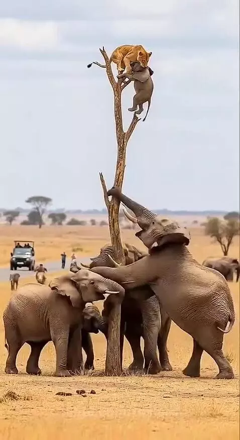 Elephants shaking a tree with a lion cub and baboon high up, safari vehicle in background.