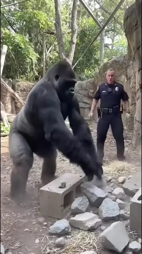 A powerful gorilla stands in an outdoor enclosure, having just smashed a concrete block, wearing red boxing gloves.