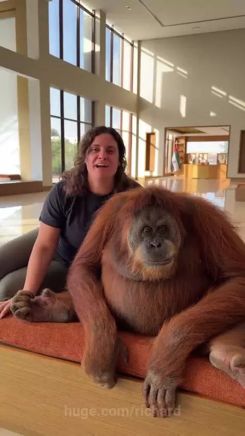 Woman gently touching an orangutan's arm while sitting on an orange cushion at Park Zoo.