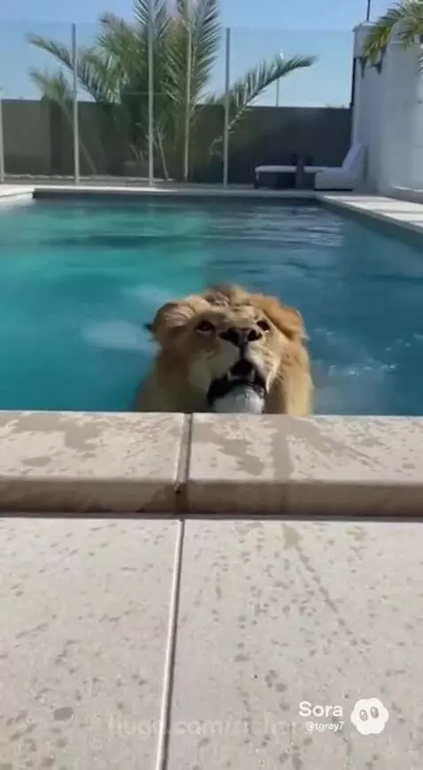 A lion with a full mane roars as it climbs out of a swimming pool.