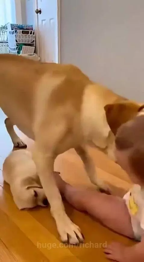 Baby gently patting a puppy on the floor, with a larger dog nearby.