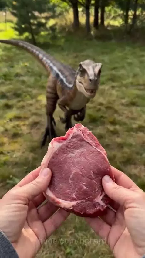 Person feeding raw meat to a realistic-looking raptor dinosaur in an outdoor setting.