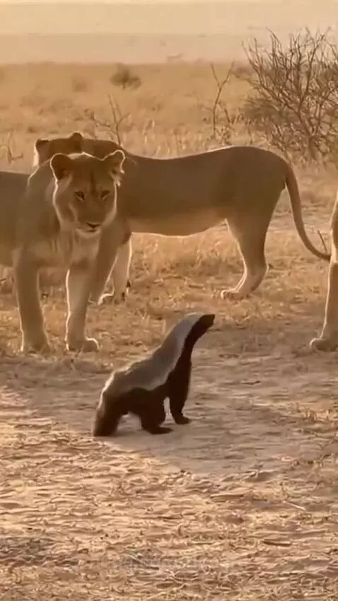 A small honey badger facing off against two larger lionesses in a dry savanna.