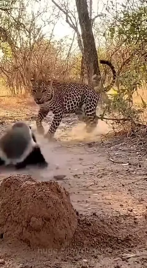 A honey badger stands its ground as a leopard attacks in a dry, dusty wildlife scene.
