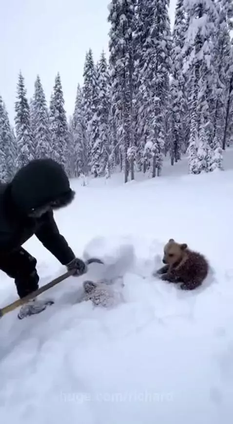 Person rescues a large brown bear from snow, which then reunites with its cub in a winter forest.