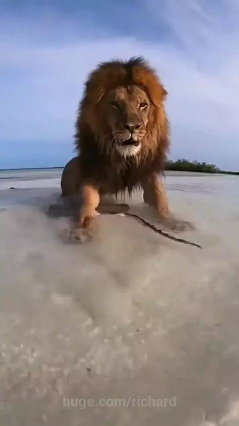 A large male lion with a full mane stands in clear shallow water, looking at the camera, with a stingray nearby.