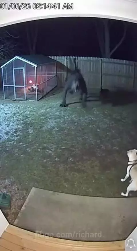 A light-colored dog is attacked by a dark, large animal in a dimly lit backyard at night.