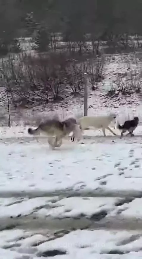 Large white and grey farm dogs confronting a wolf in a snowy field with sheep in the background.