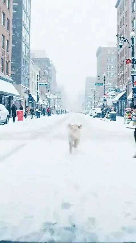 Golden retriever dog pulling a small white puppy out of a snow-covered well using a leash.