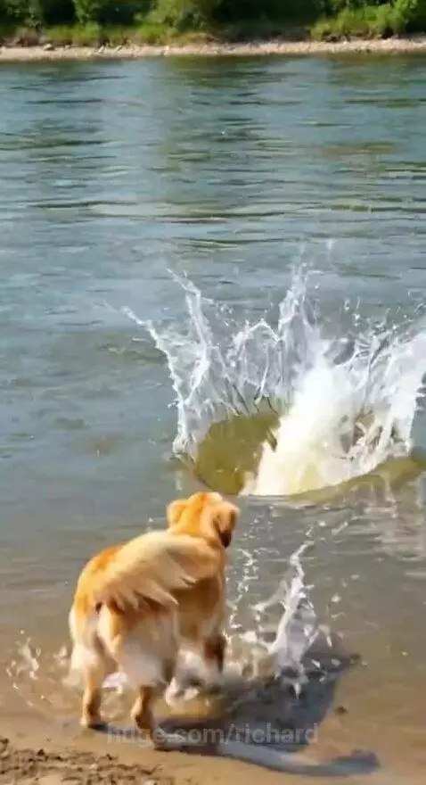 Golden retriever mother dog barking at a man holding her puppy, with a fisherman in a boat nearby.