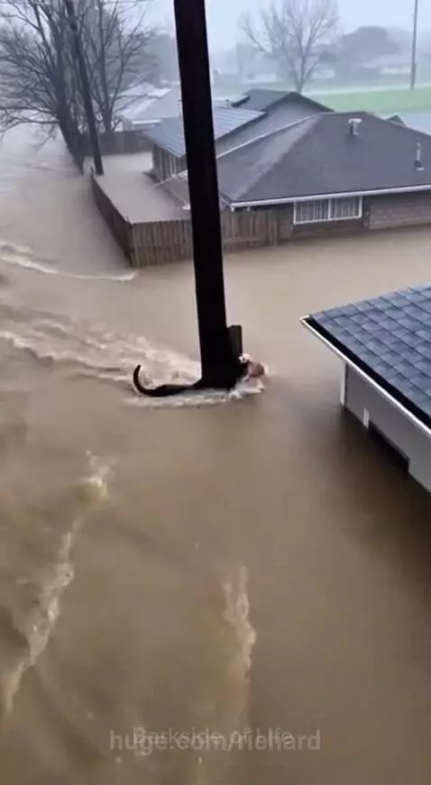 Rottweiler carrying a small Chihuahua through floodwaters towards safety.