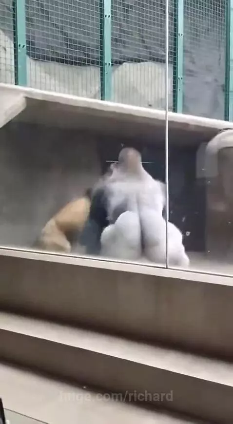 Silverback gorilla aggressively striking a male lion through a glass enclosure at a zoo.