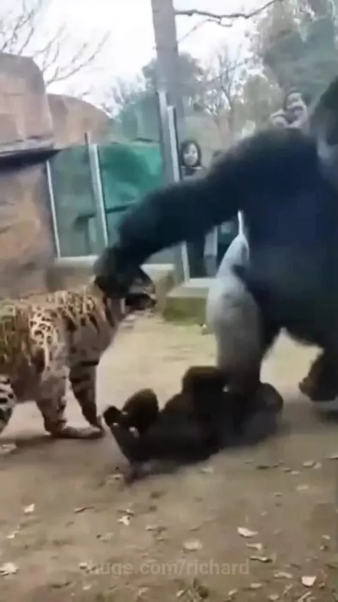 Mother gorilla shields baby gorilla from a leopard attack, with onlookers watching in shock.