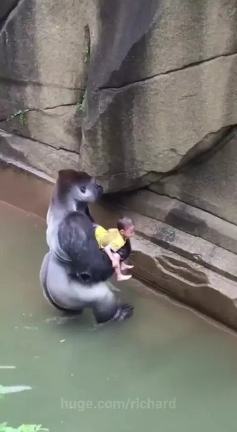 A large gorilla in a water enclosure helps a small child climb onto its back to reach safety.