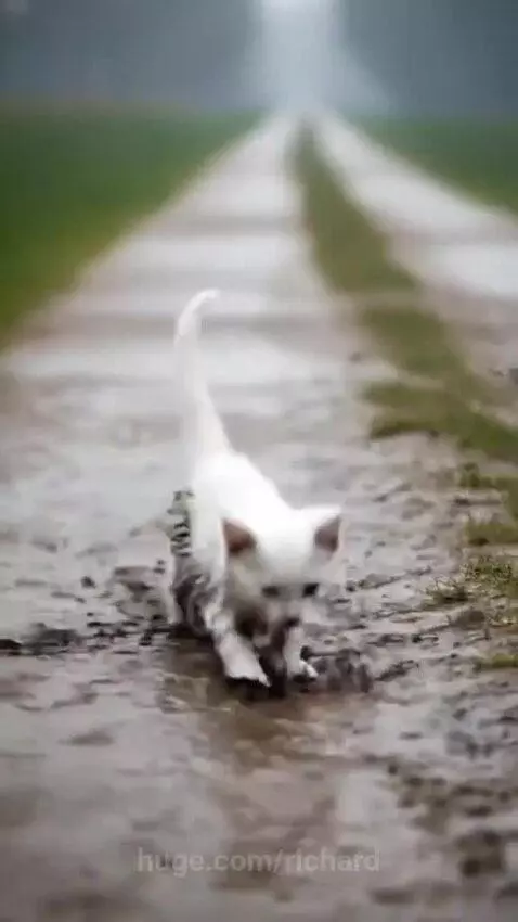 Elderly woman happily petting a clean, well-fed kitten indoors after its rescue from heavy rain.