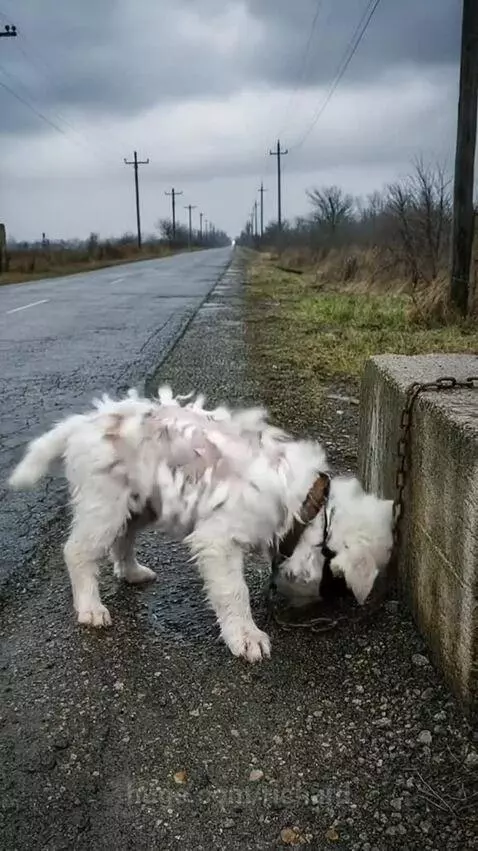 A woman gently holding a clean, happy puppy after rescuing it from the roadside.