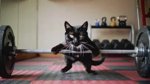 Black cat with white chest and yellow eyes on hind legs, lifting a barbell in a home gym with weights in background.