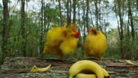 Chicken banana by xen