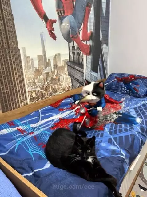 supercat by eee