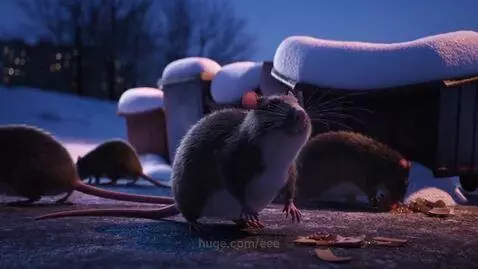 Large rats with tousled fur rummaging through snow and dumpsters in a winter garbage dump.
