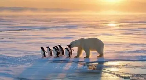 Nature Pole by mahdikeikha