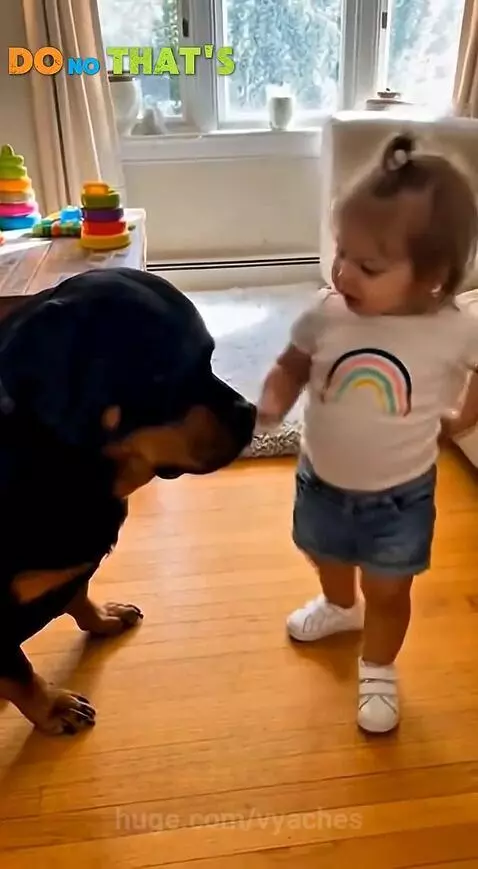 A young child scolding a Rottweiler dog sitting on a wooden floor.