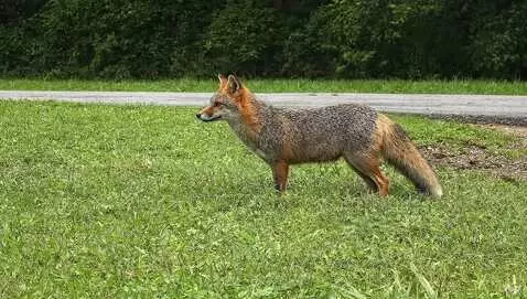 The fantastic mr fox by los305
