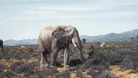 Real elephant photo brought to life with Google veo3..1 by los305