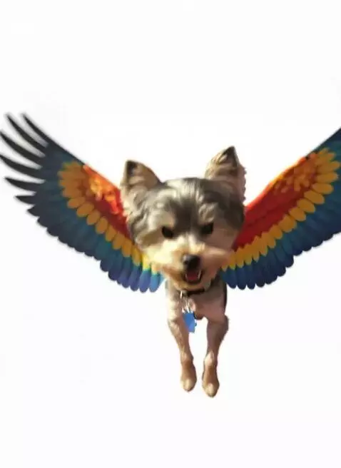 Take Flight Rome by rudebwoy