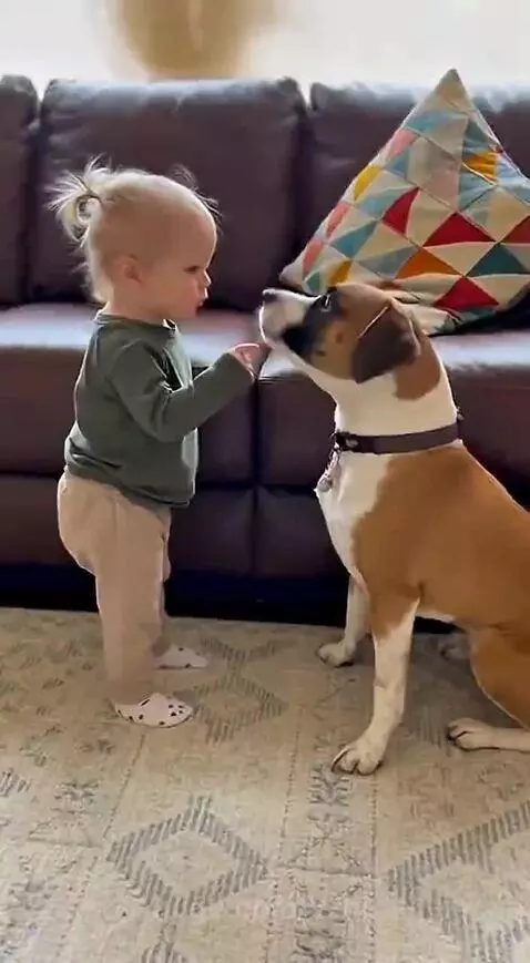 Baby in a green shirt with blonde pigtails scolding a dog for taking snacks.