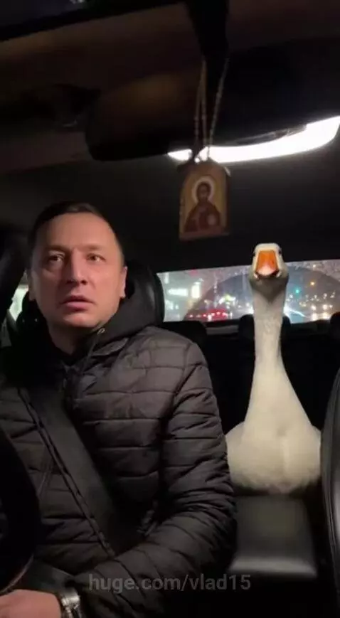 a goose rides in a taxi by vlad15
