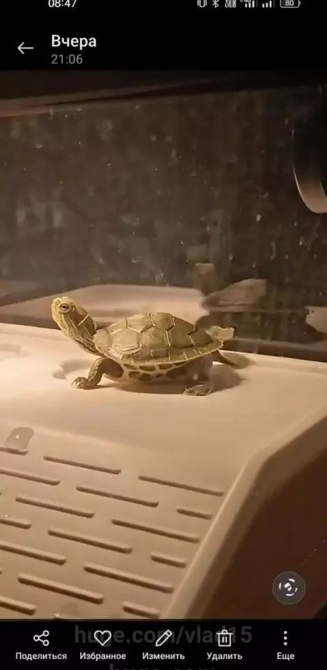 cheerful turtle by vlad15