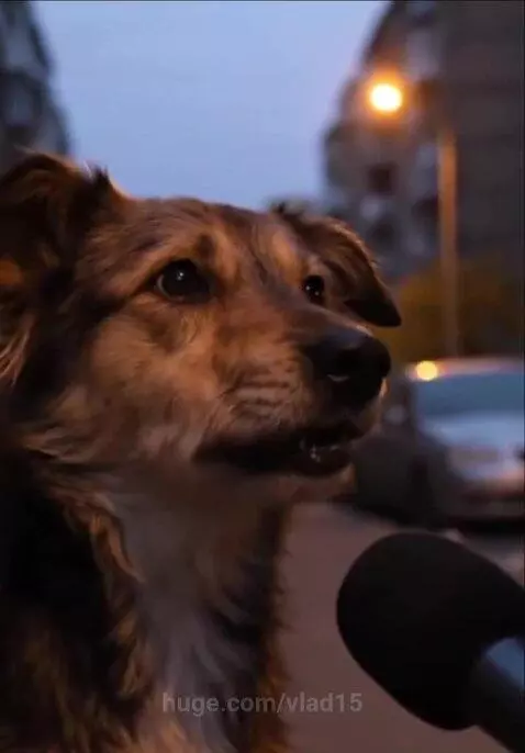 Revelations of a Dog by vlad15