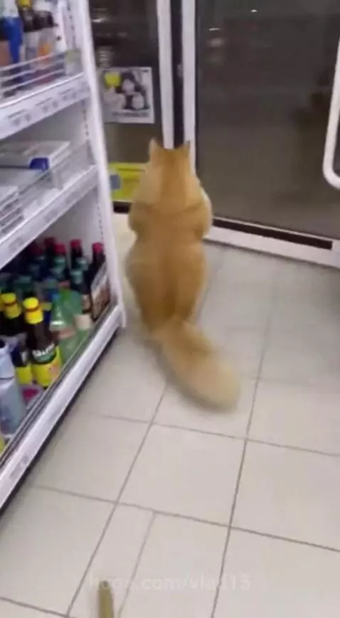 Fluffy thief)) by vlad15