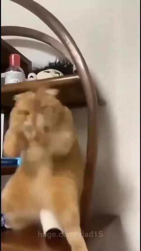 When I found a homeless kitten in Tibet by vlad15