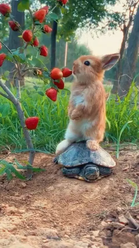 Don't overuse allergenic foods by vlad15