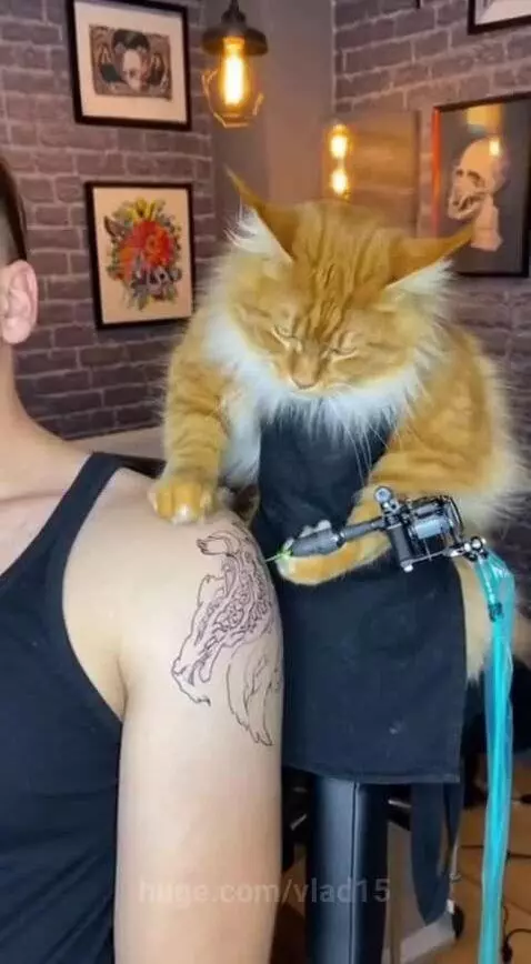 Cat tattoo master by vlad15