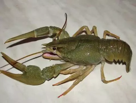 Have you ever heard a crayfish whistle?) by vlad15