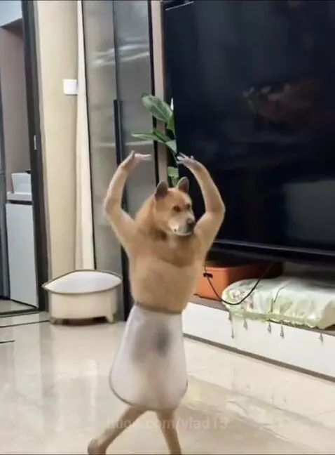 What is your dog doing now? by vlad15