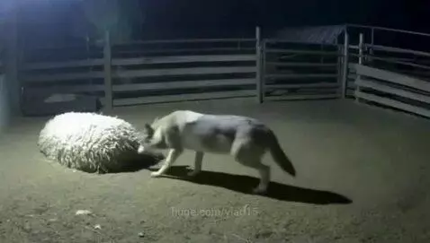 this is a setup by vlad15