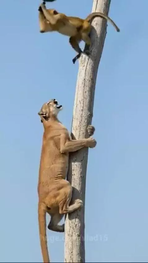 Always carry this device with you. by vlad15