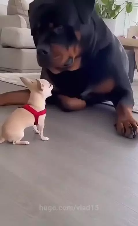 Know your place, puppy! by vlad15