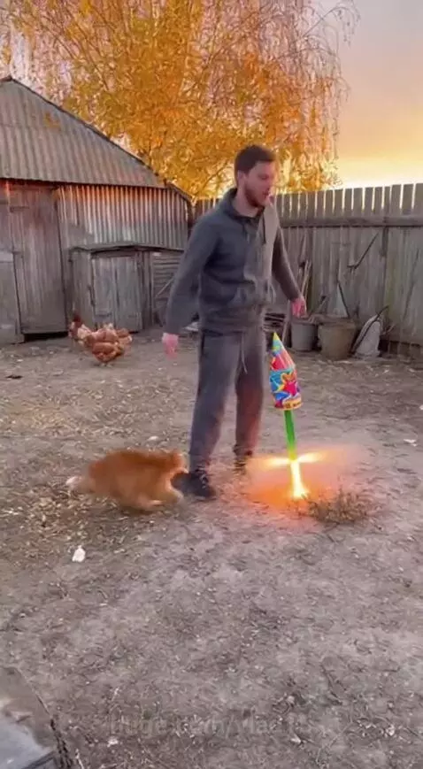 Barsik, what are you doing? by vlad15