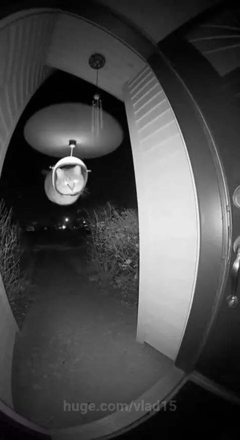 So that's who's making noise at night by vlad15