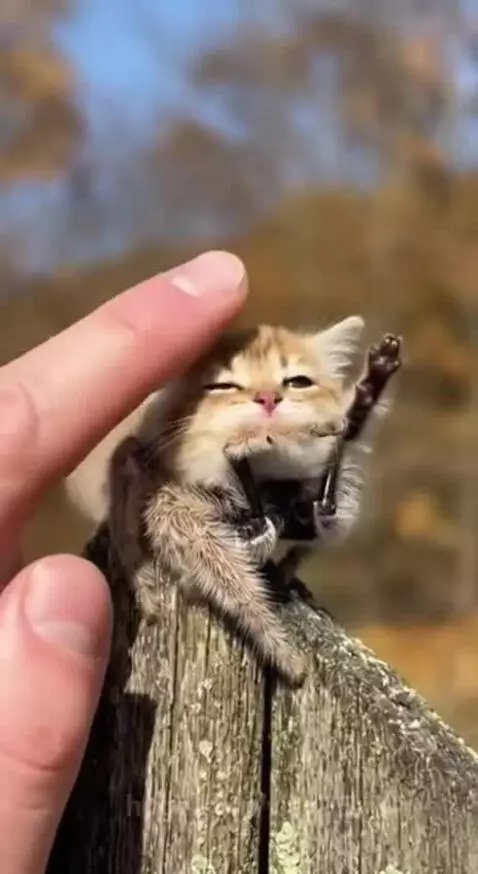 Spyder cat by vlad15