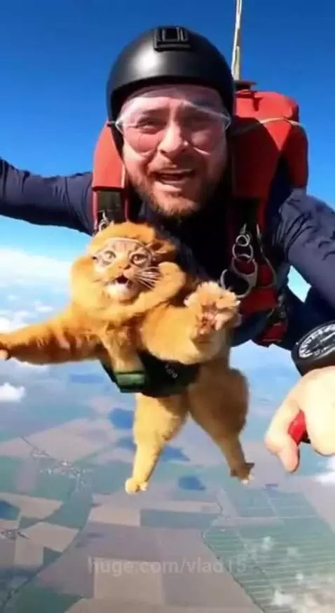 Barsik is back in action by vlad15