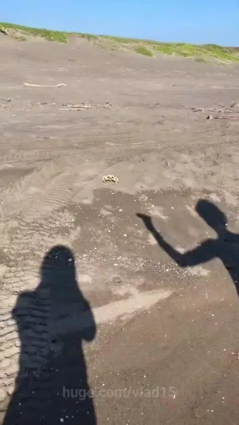 play of shadows) by vlad15