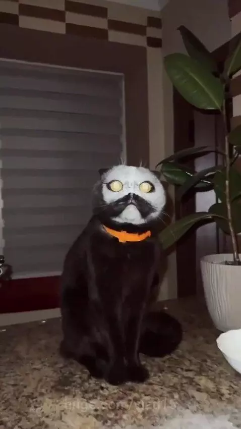 What kind of animal is this?)) by vlad15